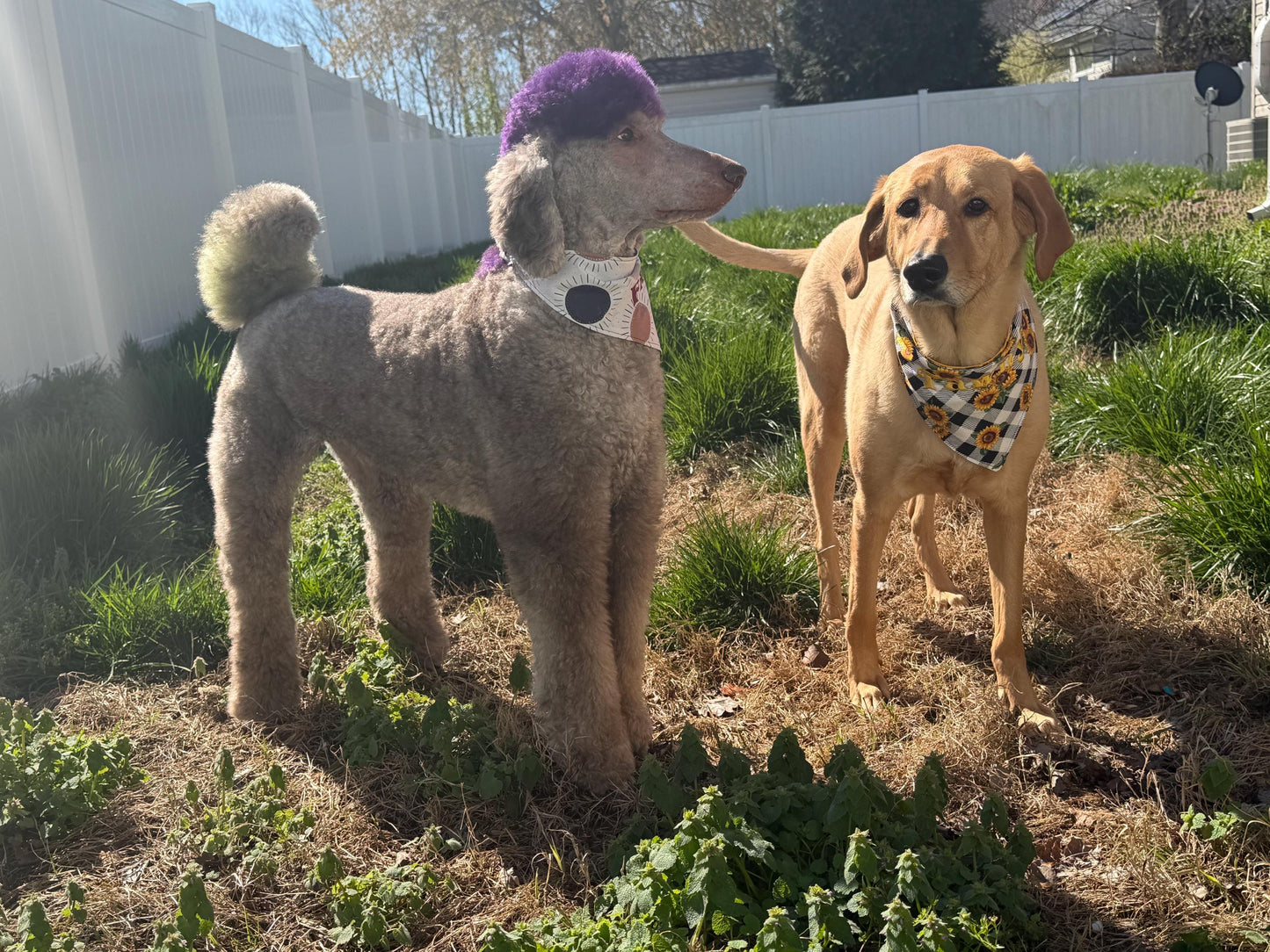 Adjustable Custom Doggie Bandanas