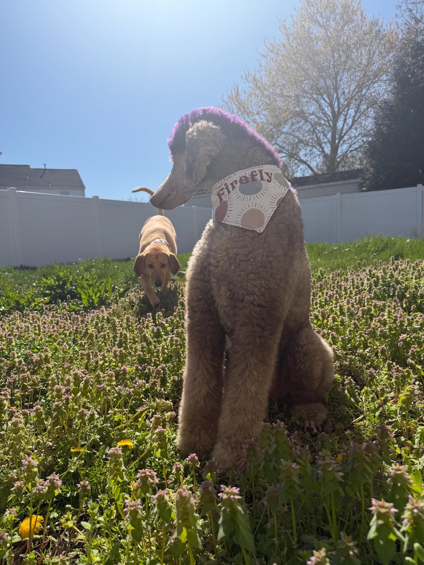 Adjustable Custom Doggie Bandanas