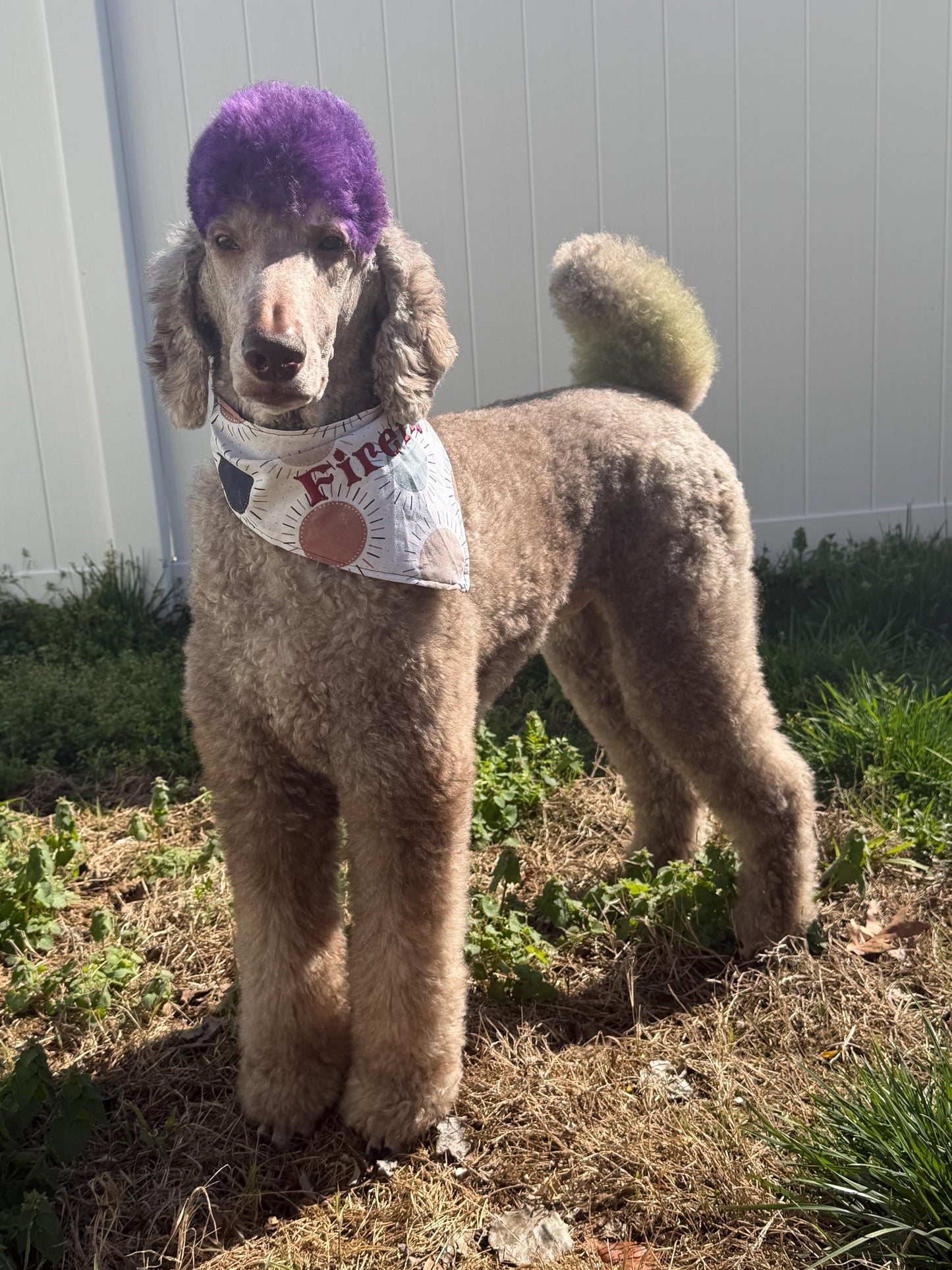 Adjustable Custom Doggie Bandanas