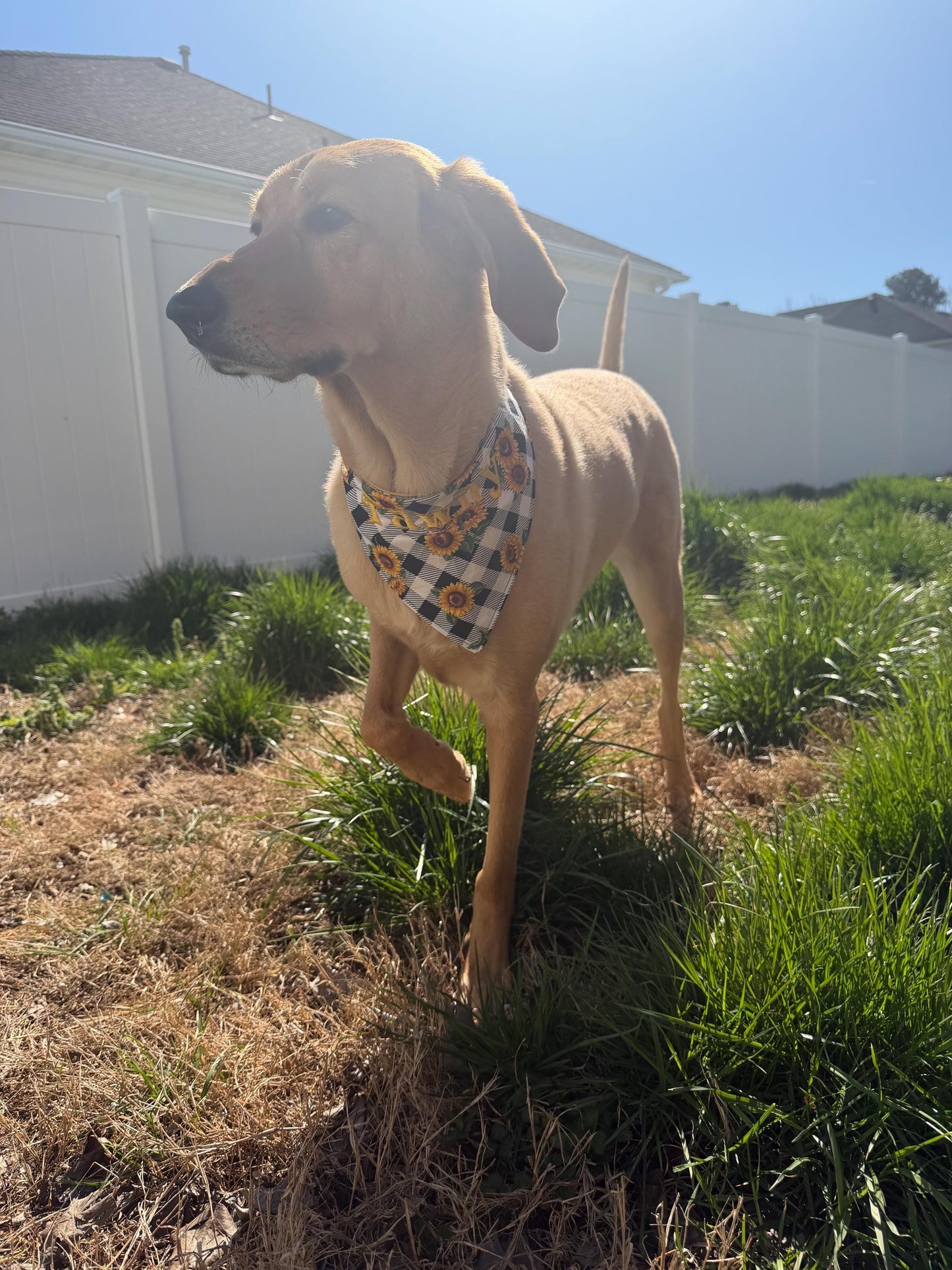 Adjustable Custom Doggie Bandanas