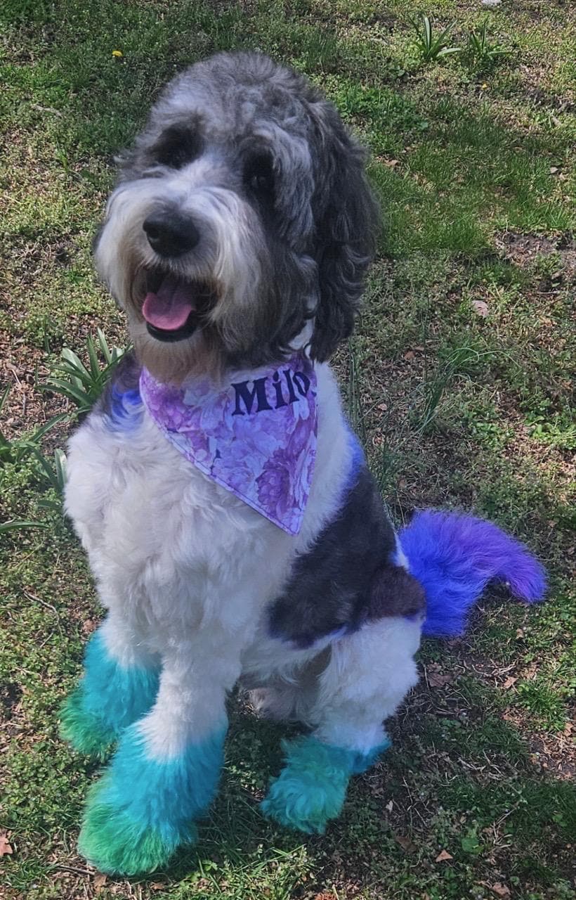 Adjustable Custom Doggie Bandanas